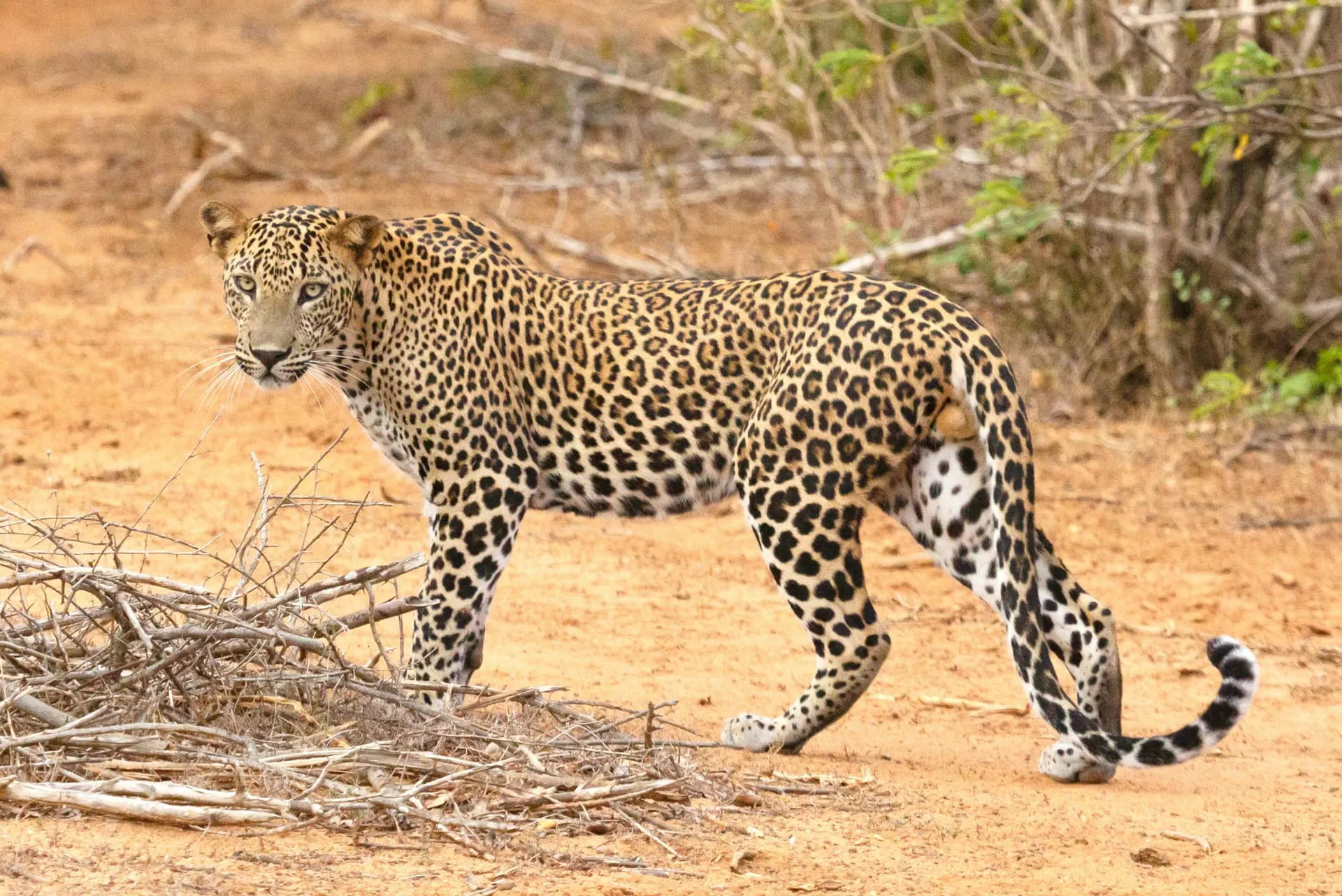Yala — Yala National Park Safari Experience