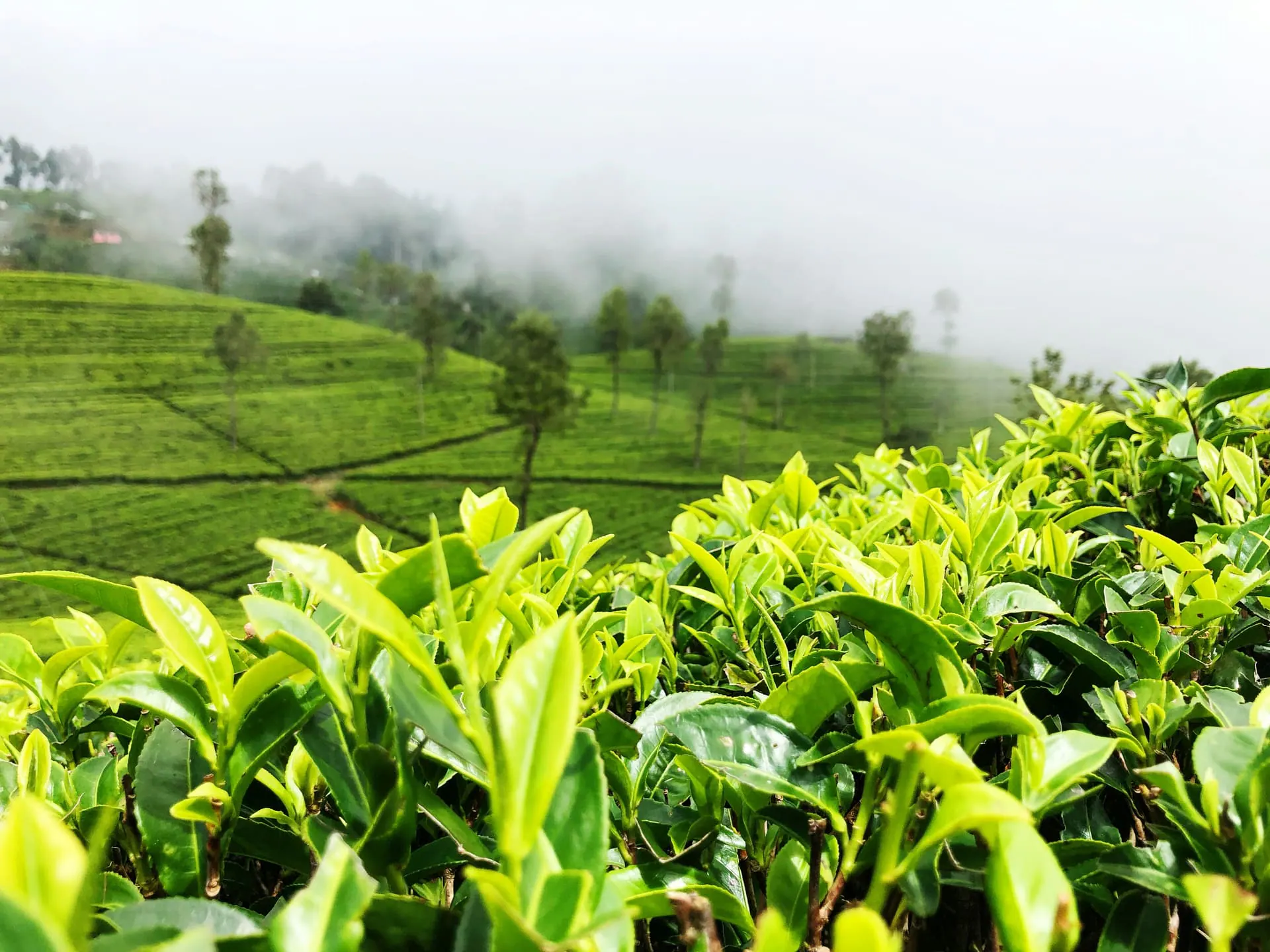 Panoramic Sri Lanka route for large group round tours